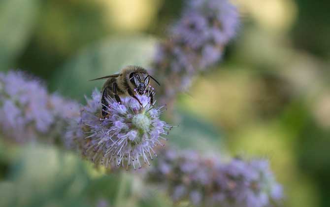 蜜蜂釀蜜步驟是怎樣的? 蜜蜂釀蜜