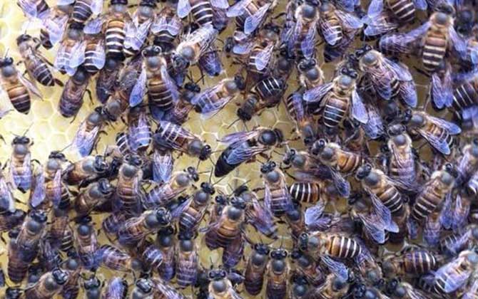 中蜂雙王群養殖技術視頻 中蜂雙王群養殖