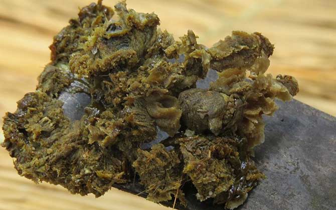 蜂膠的正確吃法及最佳時間 蜂膠