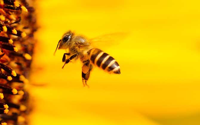 養(yǎng)100箱蜜蜂能掙多少錢? 養(yǎng)蜂掙錢