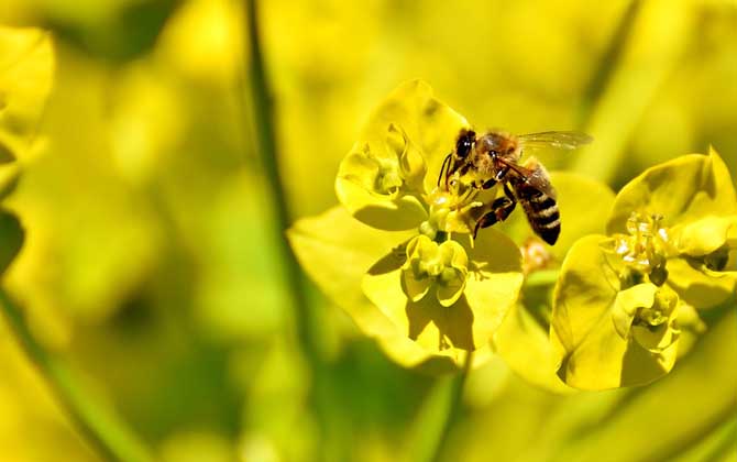 蜜蜂是怎么采蜜和釀蜜的? 蜜蜂采蜜