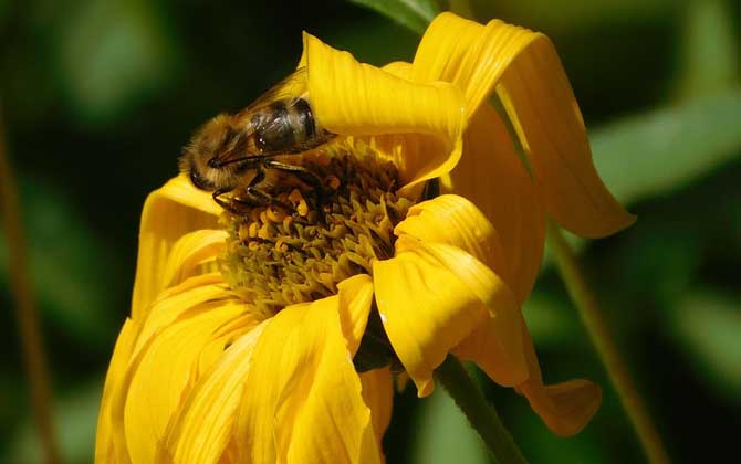 蜜蜂蜇人后為什么會死去? 蜜蜂
