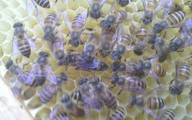 新手怎么才能養好蜜蜂? 新手養蜂