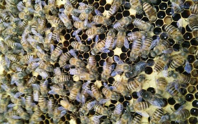 雄蜂試飛后多久發(fā)生分蜂? 雄蜂