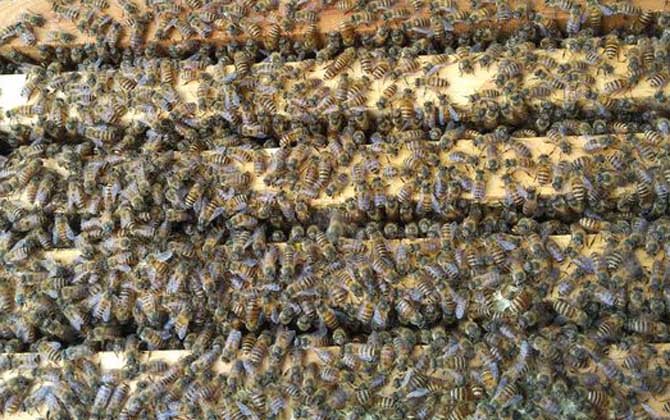 雄蜂試飛后多久發(fā)生分蜂? 雄蜂