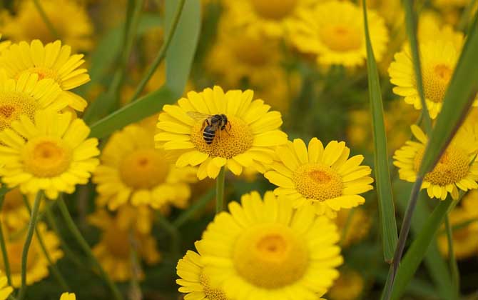 蜜蜂是害蟲還是益蟲? 蜜蜂