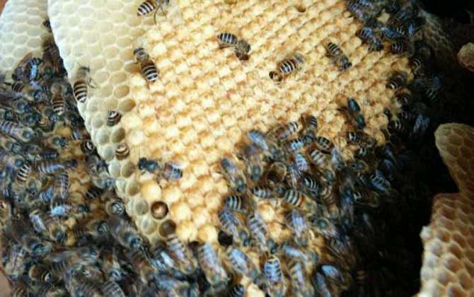 新手養蜂有哪些禁忌? 新手養蜂