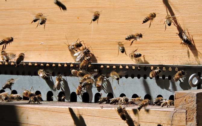 蜂螨是什么引起的? 蜂螨