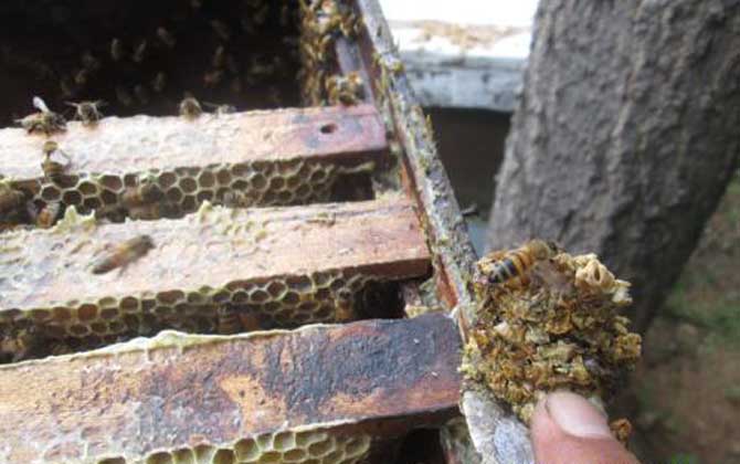 蜂膠的正確吃法及最佳時間 蜂膠