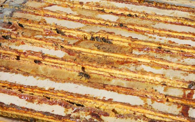 蜂膠的功效與作用及食用方法 蜂膠