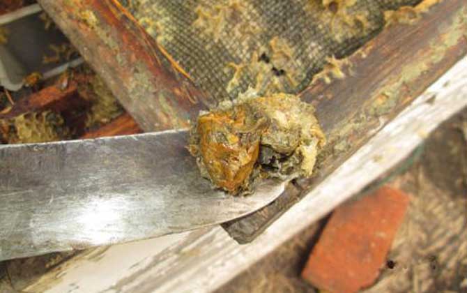 純天然蜂膠多少錢一斤? 純天然蜂膠