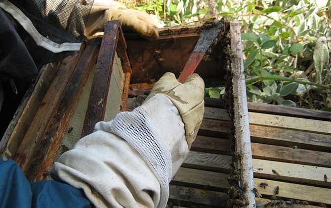 蜂膠什么時候吃最好? 蜂膠