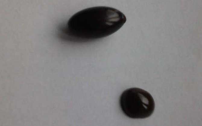 女性經常吃蜂膠有什么害處? 蜂膠