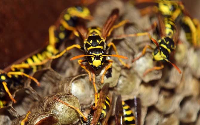 露蜂房和蜂房的區(qū)別 露蜂房