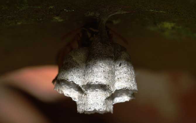 露蜂房是什么東西? 露蜂房