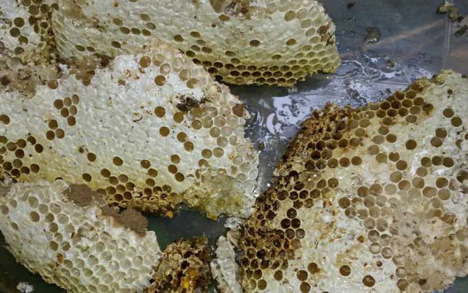蜂巢不適宜哪些人吃? 蜂巢