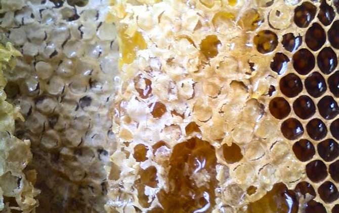 蜂巢不適宜哪些人吃? 蜂巢
