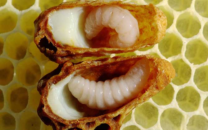 蜂王胎是什么東西? 蜂王胎