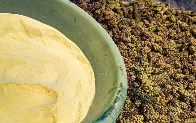 長期服用松花粉會誘發癌癥嗎? 松花粉