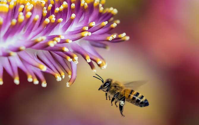 蜂毒療法的適應(yīng)癥及副作用 蜜蜂