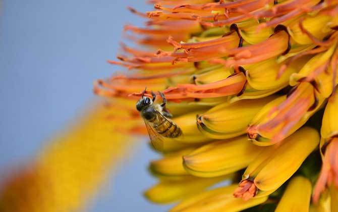 蜂毒療法的適應(yīng)癥及副作用 蜜蜂