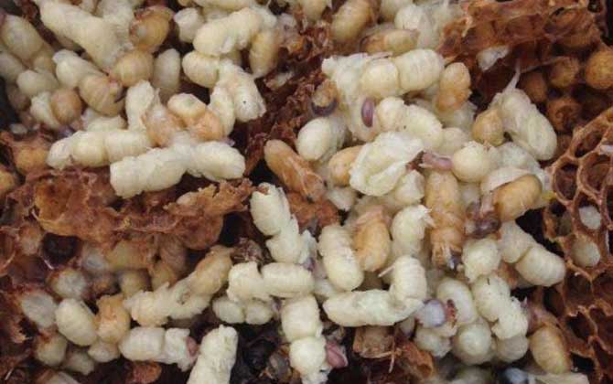 雄蜂蛹價格多少錢一斤? 雄蜂蛹