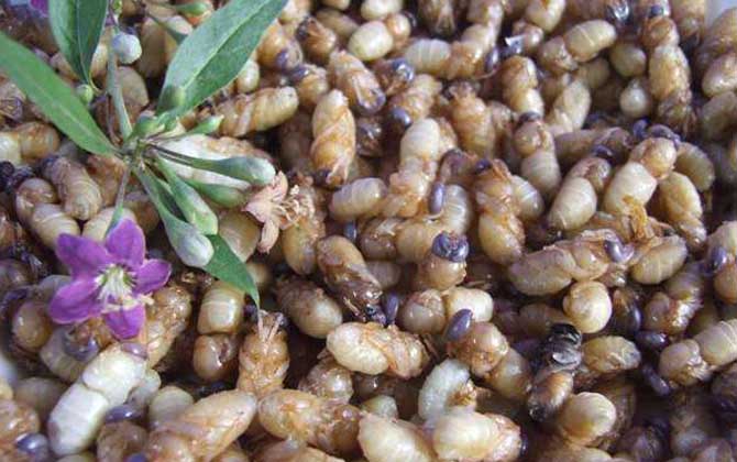 雄蜂蛹是怎么生產(chǎn)的? 雄蜂蛹