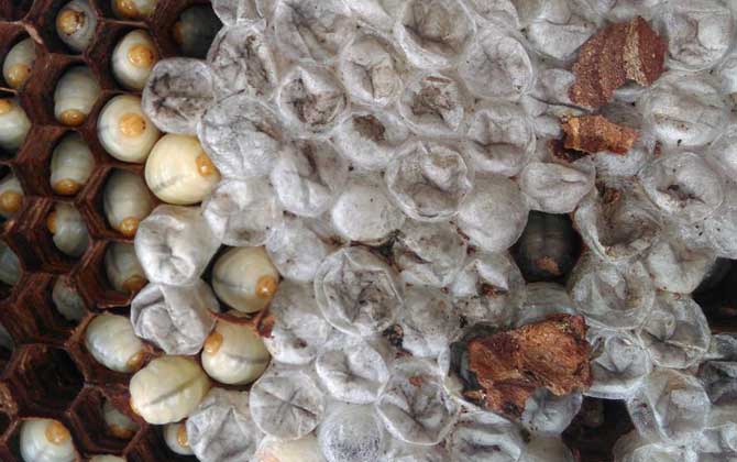 蜂蛹的功效與作用及禁忌人群 蜂蛹