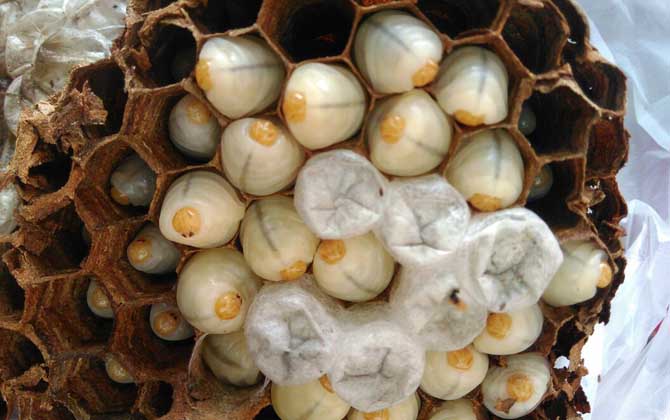 蜂蛹的功效與作用及禁忌人群 蜂蛹