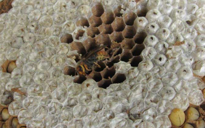 蜂蛹的功效與作用及禁忌人群 蜂蛹