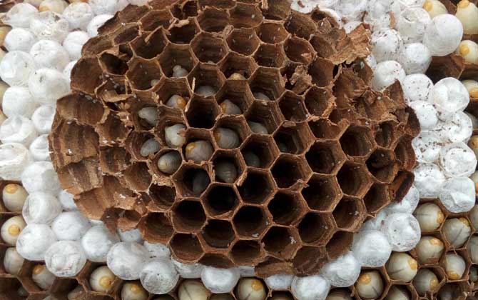 蜂蛹泡酒怎么做最簡單? 蜂蛹