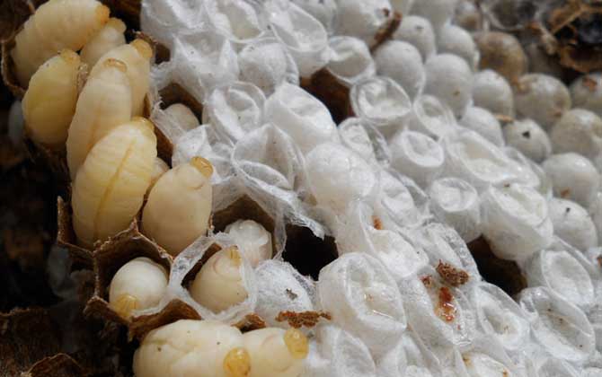 蜂蛹泡酒怎么做最簡單? 蜂蛹