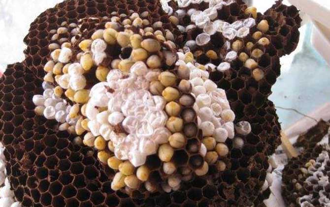 蜂蛹和雞蛋的做法及禁忌人群 蜂蛹