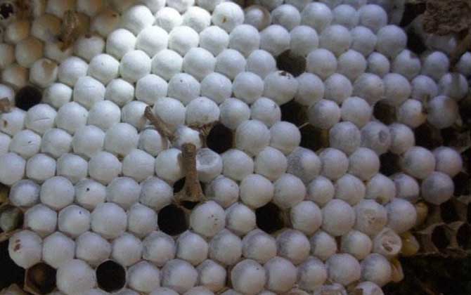 蜂蛹和雞蛋的做法及禁忌人群 蜂蛹