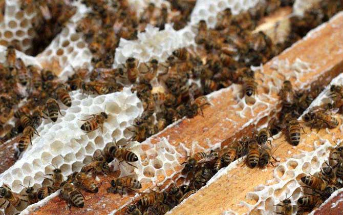 蜂箱最簡單的制作方法 蜂箱