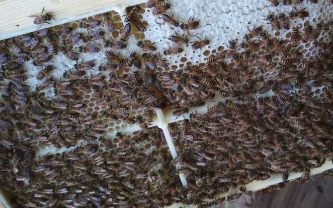 蜂箱里抹什么不生巢蟲? 蜂箱