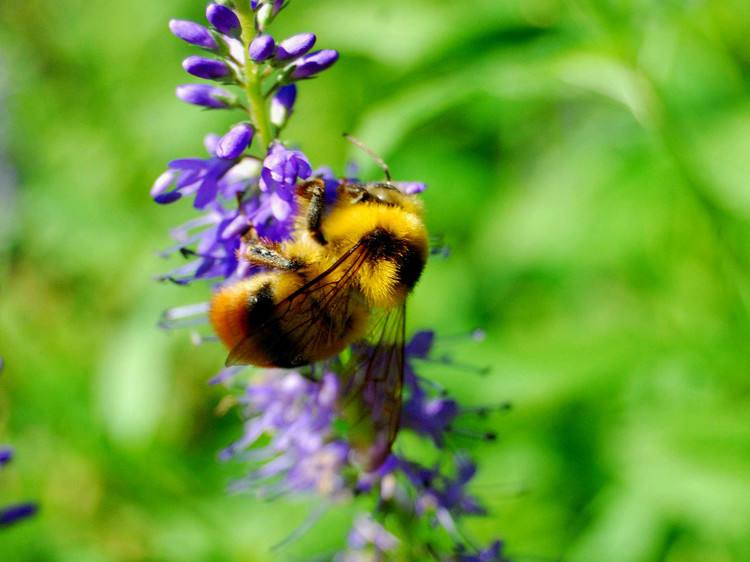 【蜂蜜禁忌】蜂蜜可以放冰箱嗎? 蜂蜜可以放冰箱嗎?