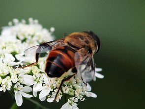 松丹一號蜂能取漿嗎（中華蜜蜂也能取蜂王漿，為什么養蜂人都不取呢）