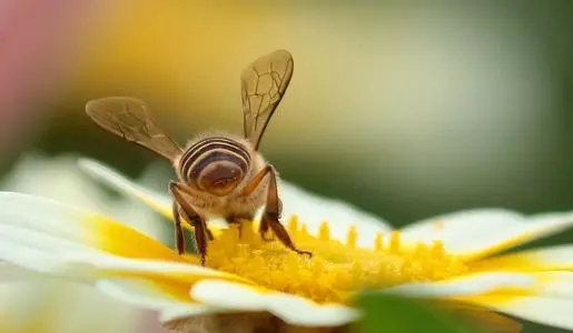 為什么裝上防逃片后死蜂這么多 為什么裝上防逃片后死蜂這么多