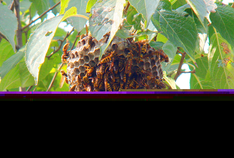 養100窩馬蜂一年利潤多少?賺多少錢? 養100窩馬蜂一年利潤多少?賺多少錢?