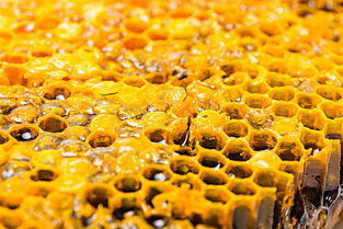 蜂巢和蜂窩有什么區別(蜜蜂蜂窩和蜂巢的區別和不同) 蜂巢和蜂窩有什么區別(蜜蜂蜂窩和蜂巢的區別和不同)