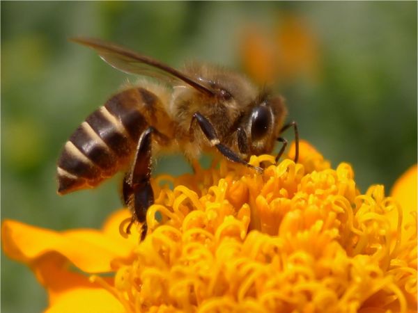 一個蜂箱需要多少蜂脾(蜜蜂一脾蜂友多少只) 一個蜂箱需要多少蜂脾(蜜蜂一脾蜂友多少只)