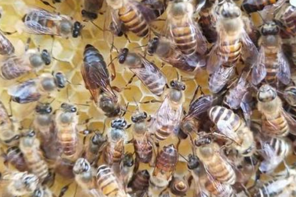 一個蜂箱需要多少蜂脾(蜜蜂一脾蜂友多少只) 一個蜂箱需要多少蜂脾(蜜蜂一脾蜂友多少只)