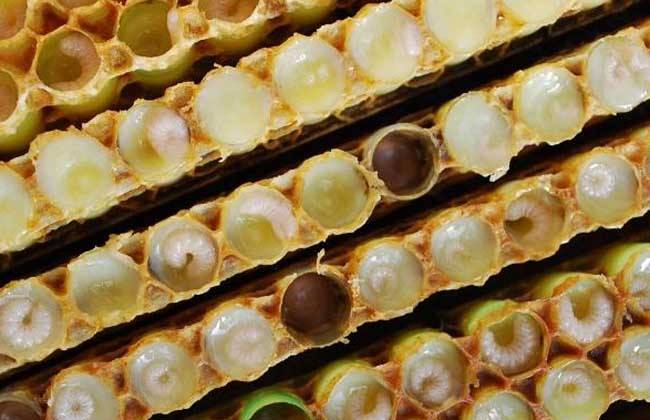 蜜蜂歐洲幼蟲(chóng)病如何防治? 蜜蜂歐洲幼蟲(chóng)病如何防治?