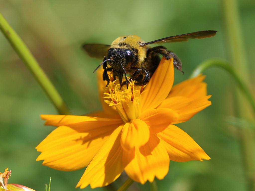 蜜蜂歐洲幼蟲(chóng)病如何防治? 蜜蜂歐洲幼蟲(chóng)病如何防治?
