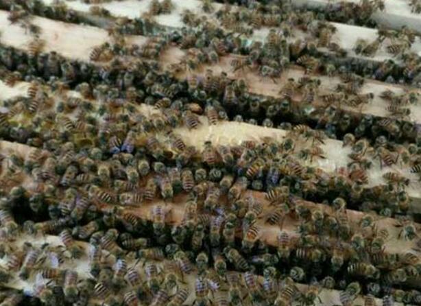 蜂螨怎么治(治蜂螨不傷蜂的方法) 蜂螨怎么治(治蜂螨不傷蜂的方法)