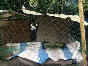 一個蜂王20只工蜂能養活嗎(一只蜂王20只工蜂能成群嗎) 一個蜂王20只工蜂能養活嗎(一只蜂王20只工蜂能成群嗎)