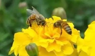 養蜂的工具器材有哪些(現代養蜂必須要用現代養蜂工具) 養蜂的工具器材有哪些(現代養蜂必須要用現代養蜂工具)