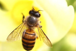 養殖蜜蜂需要什么設備(蜜蜂養殖都有哪些工具) 養殖蜜蜂需要什么設備(蜜蜂養殖都有哪些工具)