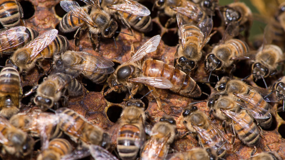 蜜蜂是怎么當(dāng)上蜂王的(蜜蜂怎么成為蜂王) 蜜蜂是怎么當(dāng)上蜂王的(蜜蜂怎么成為蜂王)